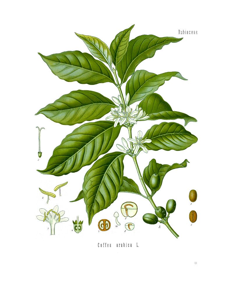 <i>Coffea arabica</i>