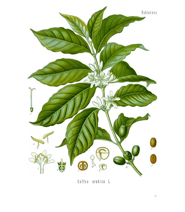 <i>Coffea arabica</i>