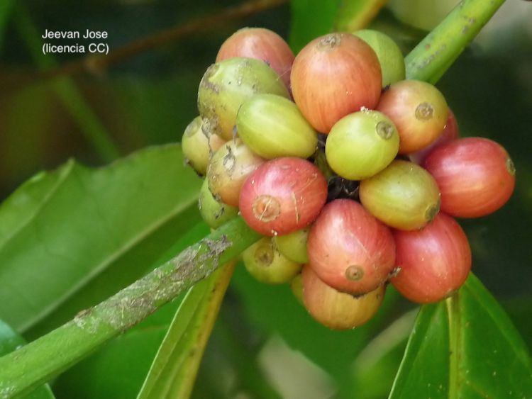 <i>Coffea canefora</i>