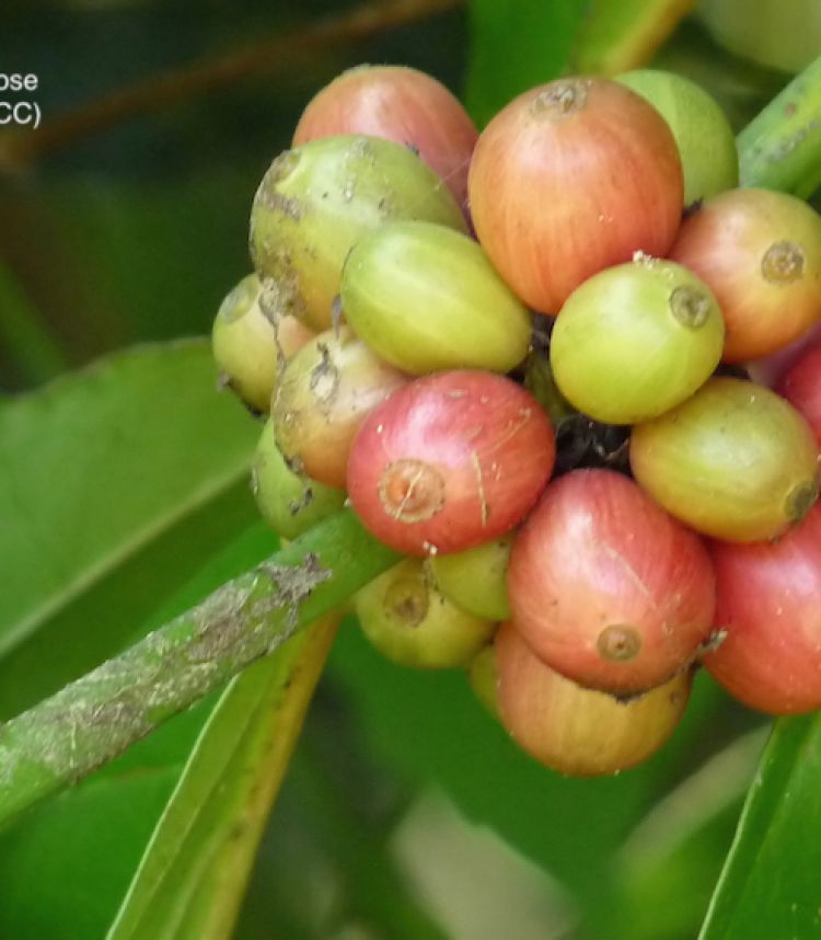 <i>Coffea canefora</i>