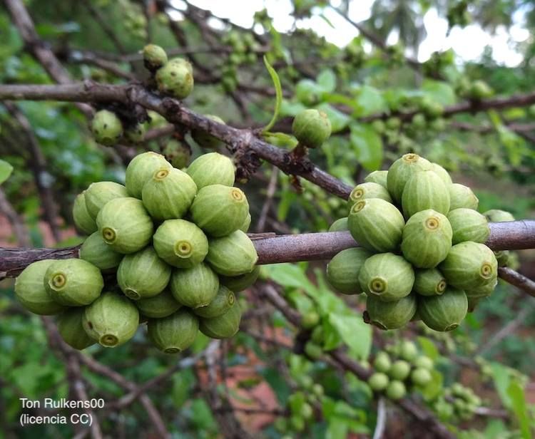 <i>Coffea racemosa</i>