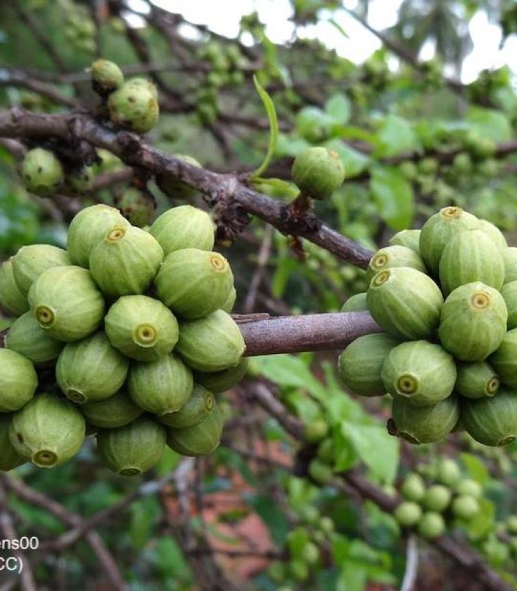<i>Coffea racemosa</i>