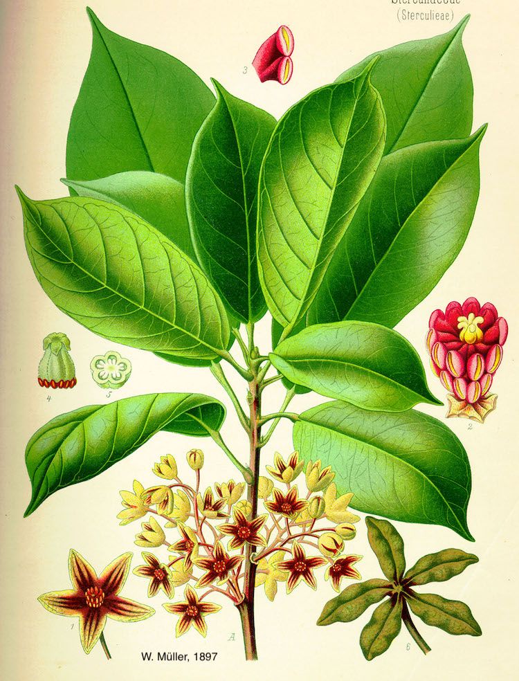 <i>Cola acuminata</i>