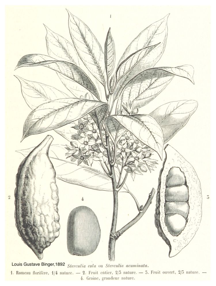 <i>Cola acuminata</i>