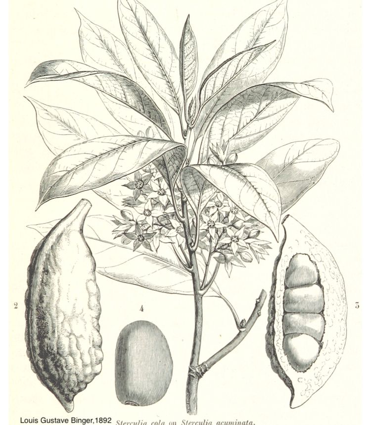 <i>Cola acuminata</i>