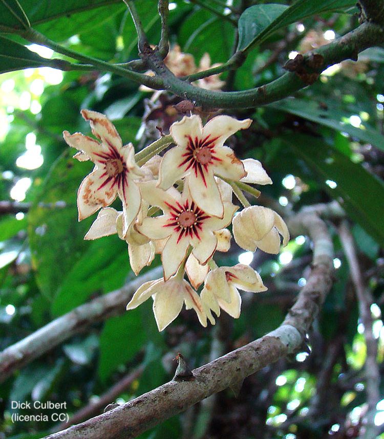 <i>Cola acuminata</i>, flor