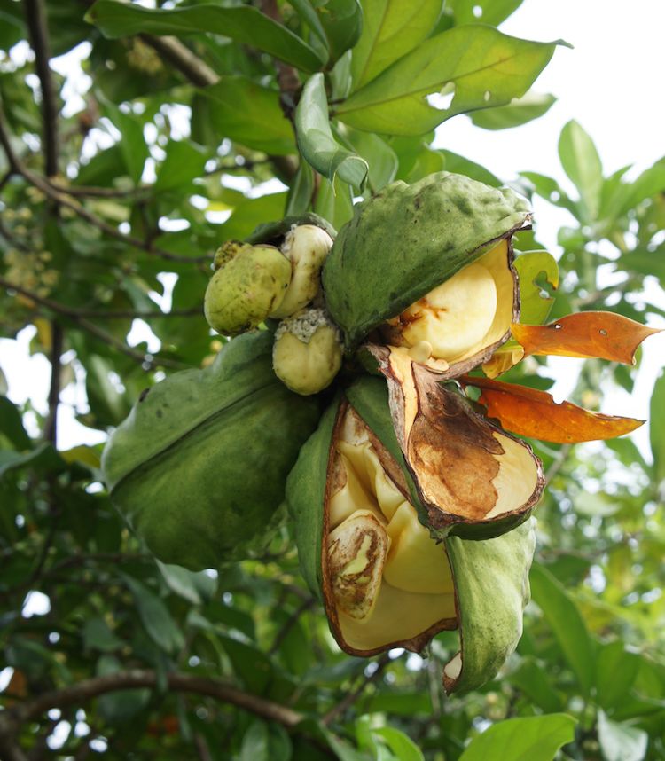 <i>Cola nitida</i>, fruto