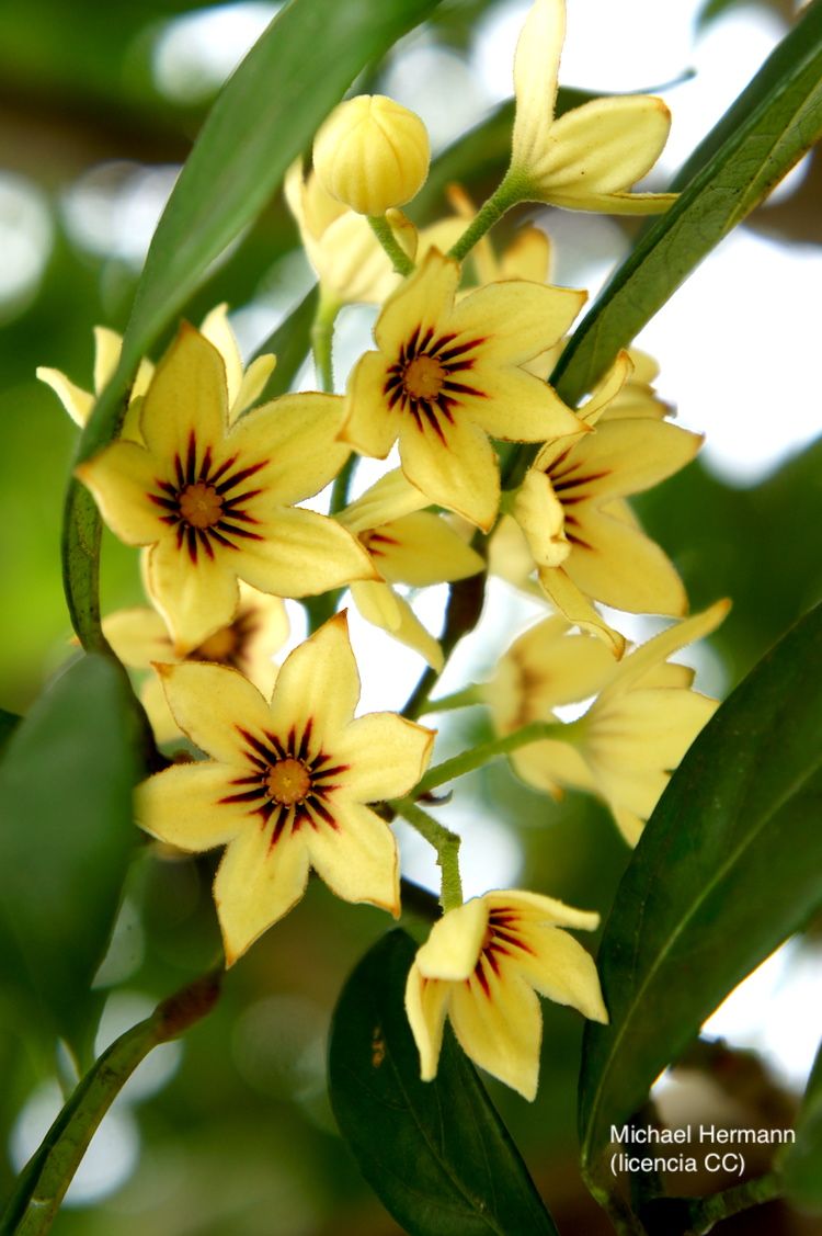 <i>Cola nitida</i>, flor
