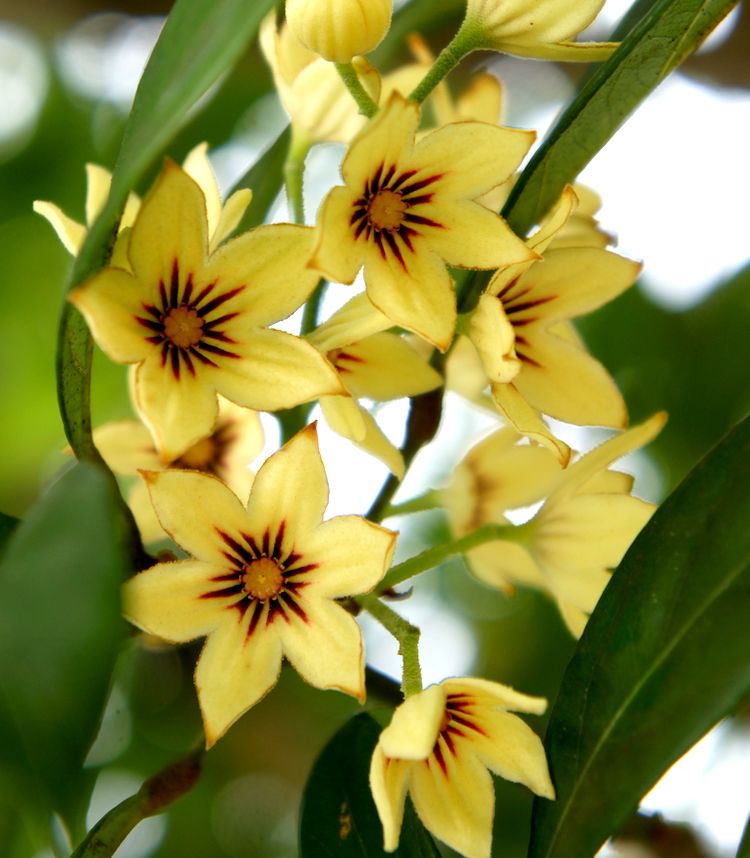 <i>Cola nitida</i>, flor