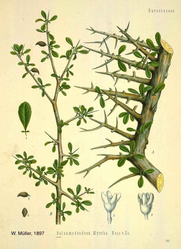 Mirra