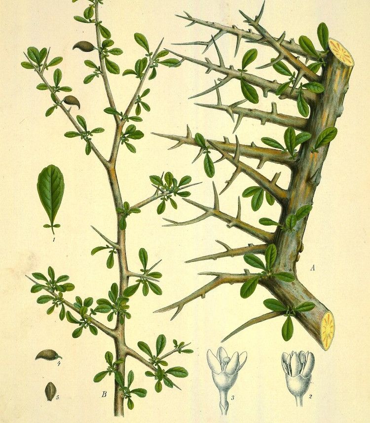 Mirra