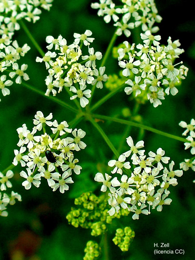 Cicuta, inflorescencia