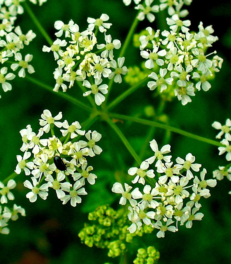 Cicuta, inflorescencia