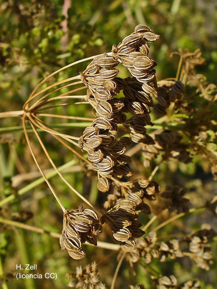 Cicuta, fruto