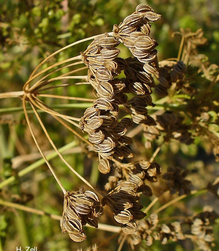 Cicuta, fruto