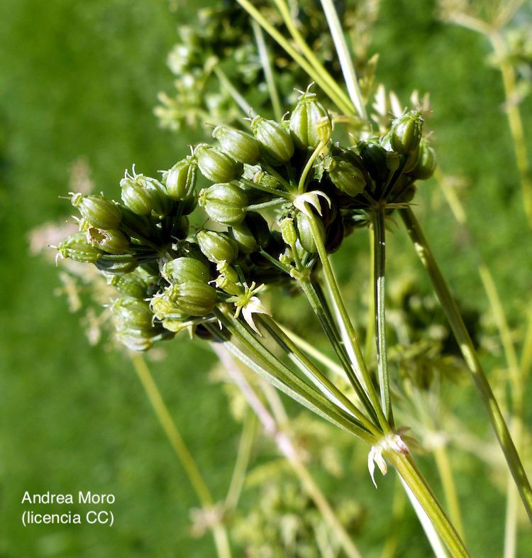 Cicuta, fruto