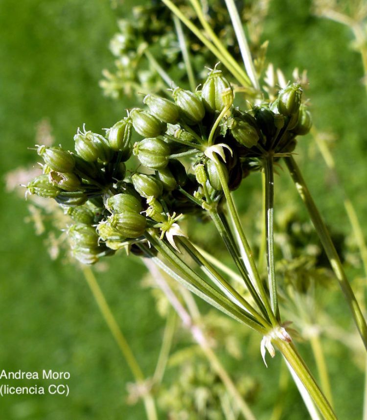 Cicuta, fruto