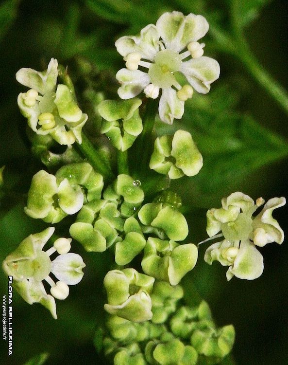 Cicuta, inflorescencia