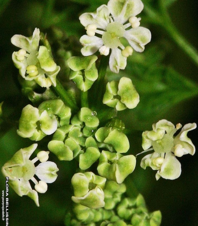 Cicuta, inflorescencia