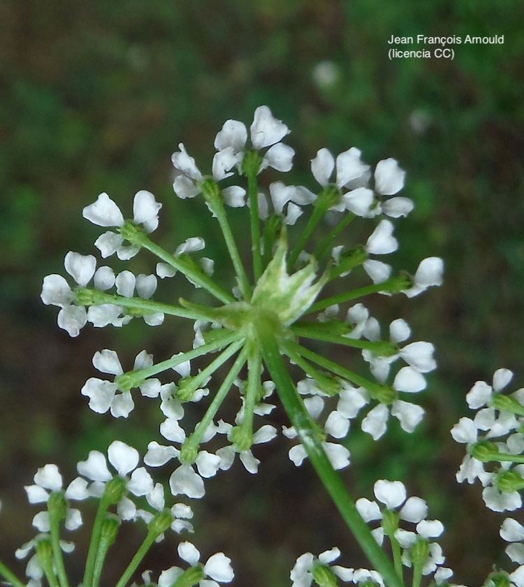 Cicuta, inflorescencia