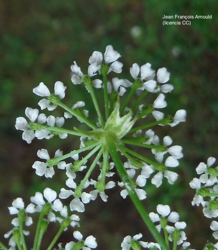 Cicuta, inflorescencia