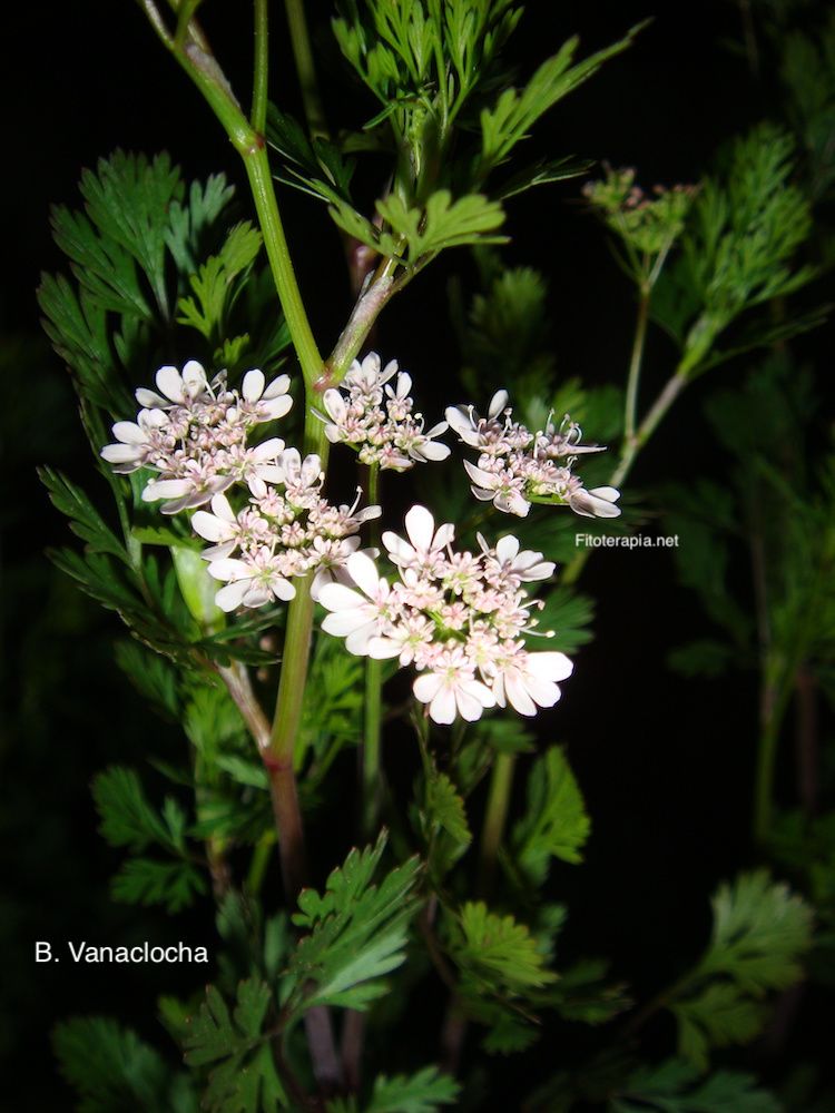 Cilantro