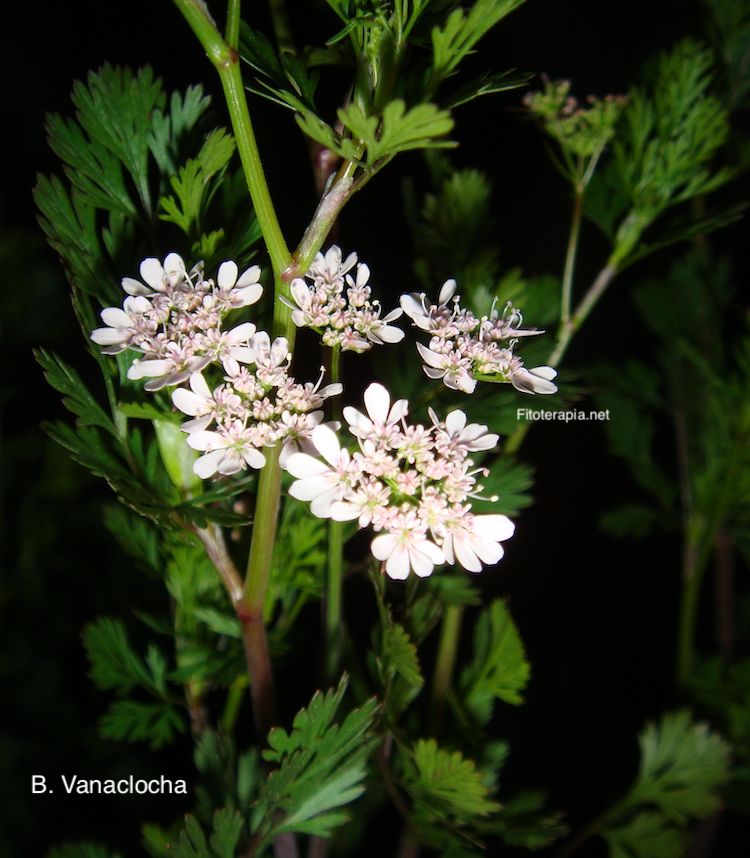 Cilantro