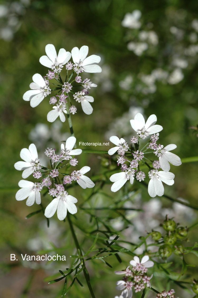 Cilantro