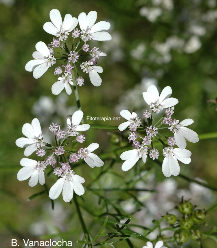 Cilantro