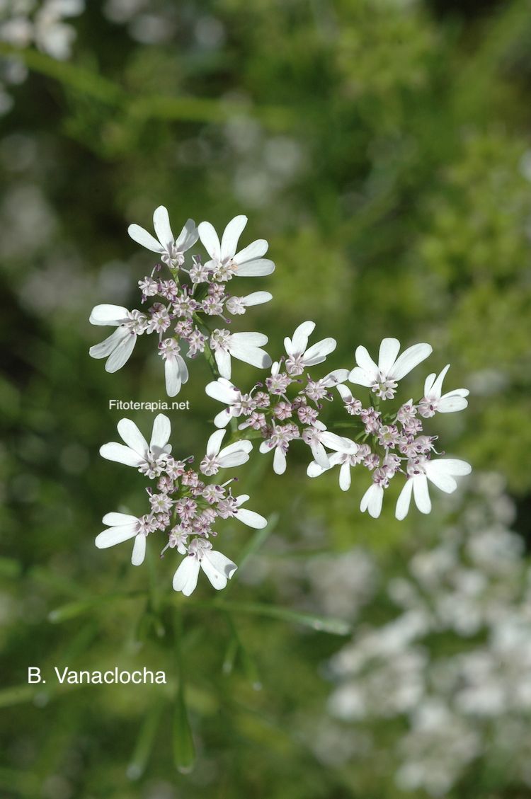 Cilantro