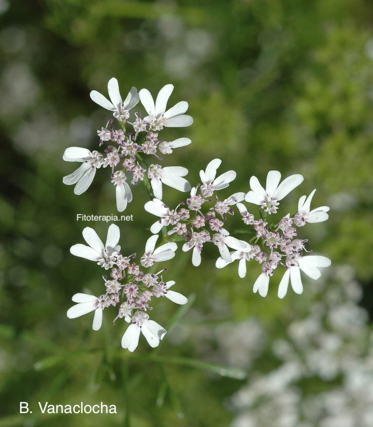 Cilantro