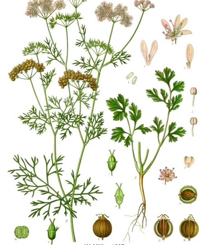 Cilantro