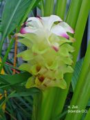 Cúrcuma, boswelia y sus combinaciones en el tratamiento de la artritis de rodilla