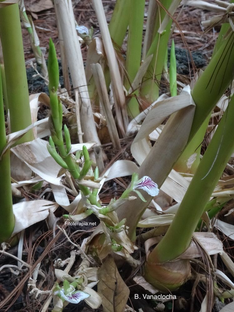 Cardamomo, planta con flor