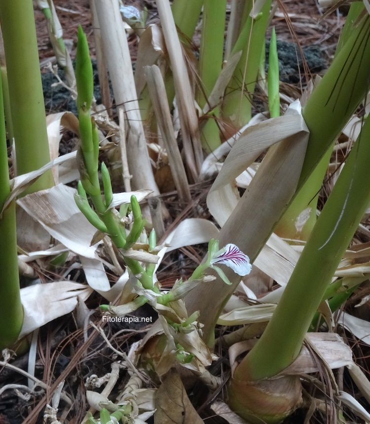 Cardamomo, planta con flor