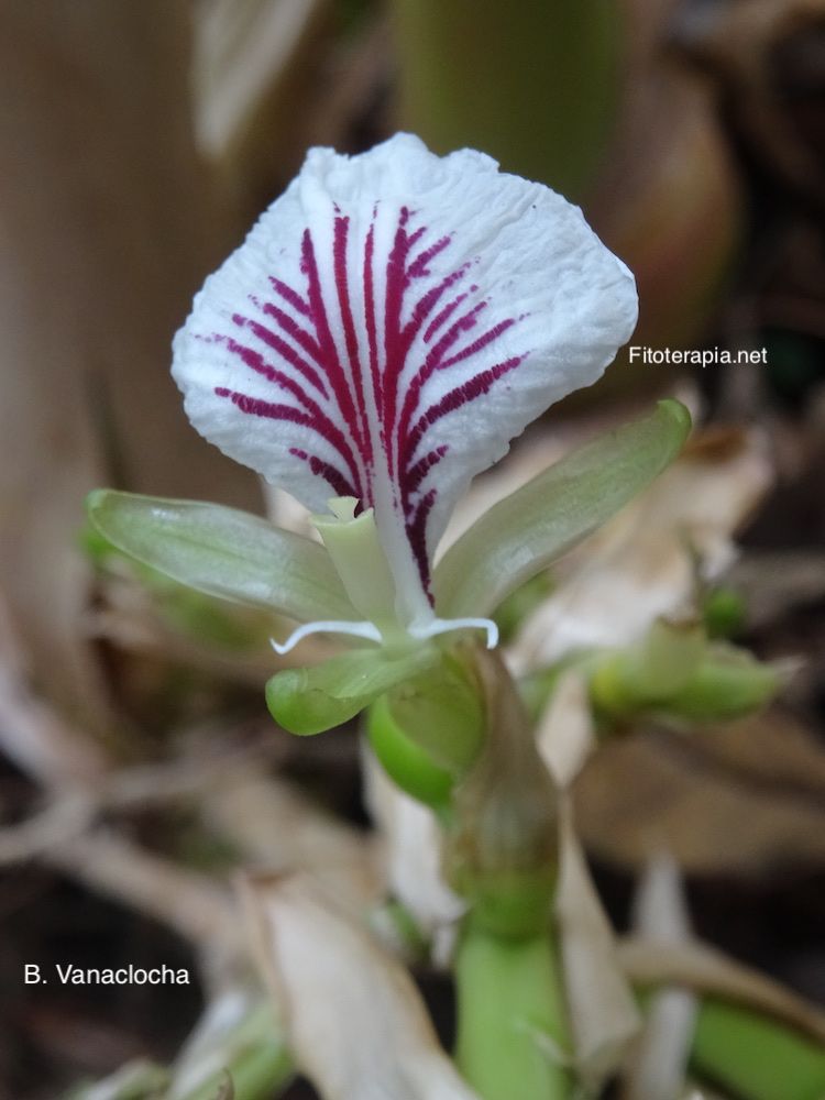 Cardamomo, flor