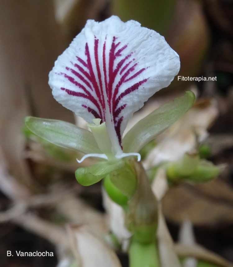 Cardamomo, flor