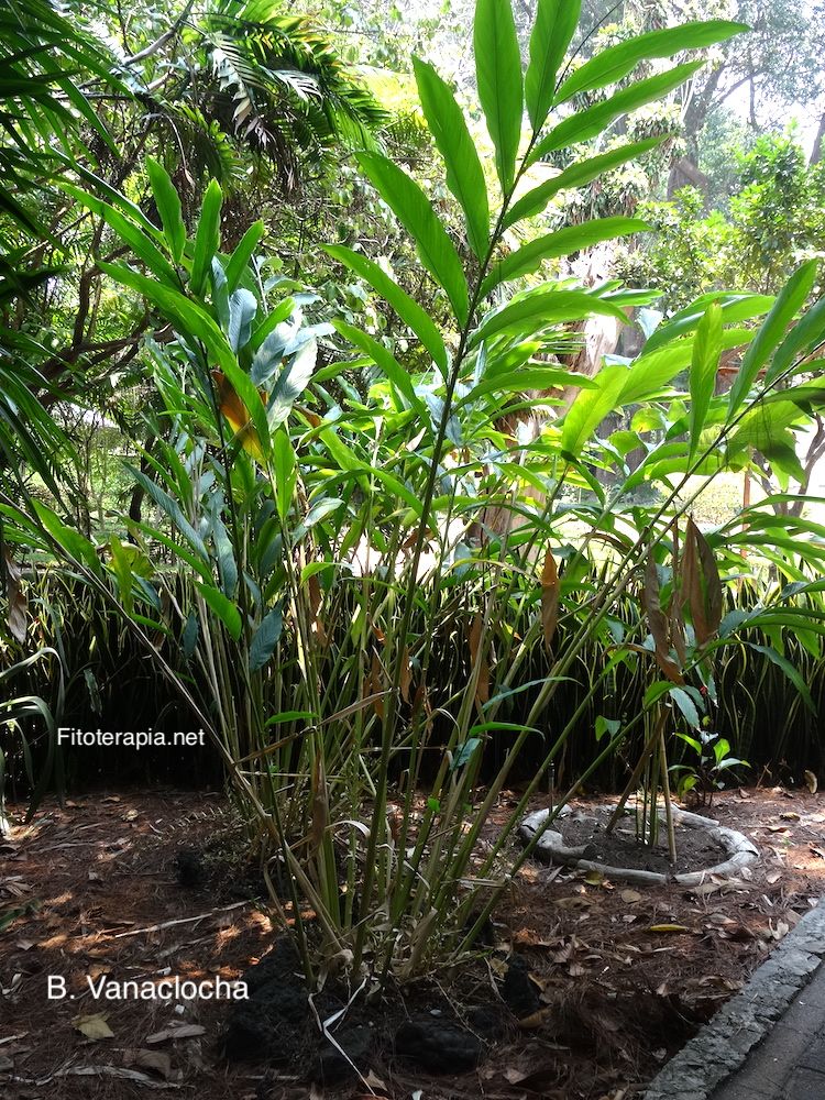 Cardamomo, planta