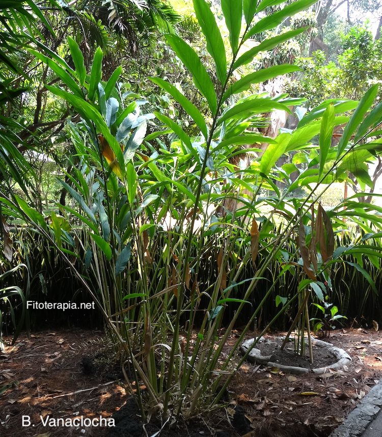 Cardamomo, planta