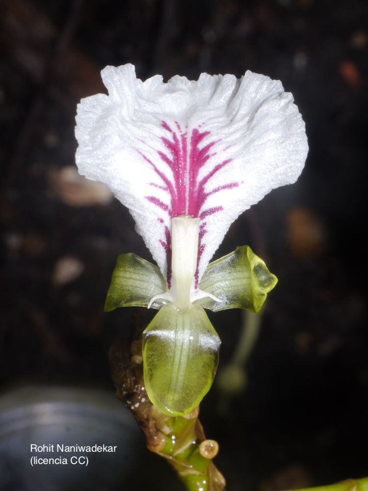 Cardamomo, flor