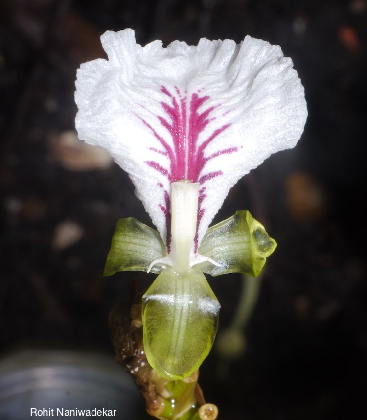 Cardamomo, flor