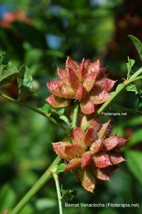 Estudio de la actividad antiplasmódica de plantas utilizadas tradicionalmente en Irán.