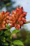 Cambio climático y plantas medicinales