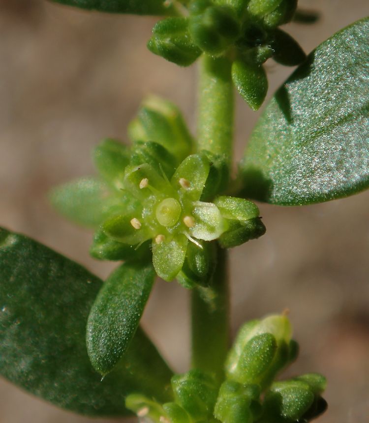 <i>Herniaria glabra</i>