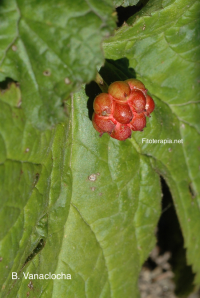Variaciones en la biomasa y contenido de alcaloides en <i>Hydrastis canadensis</i>