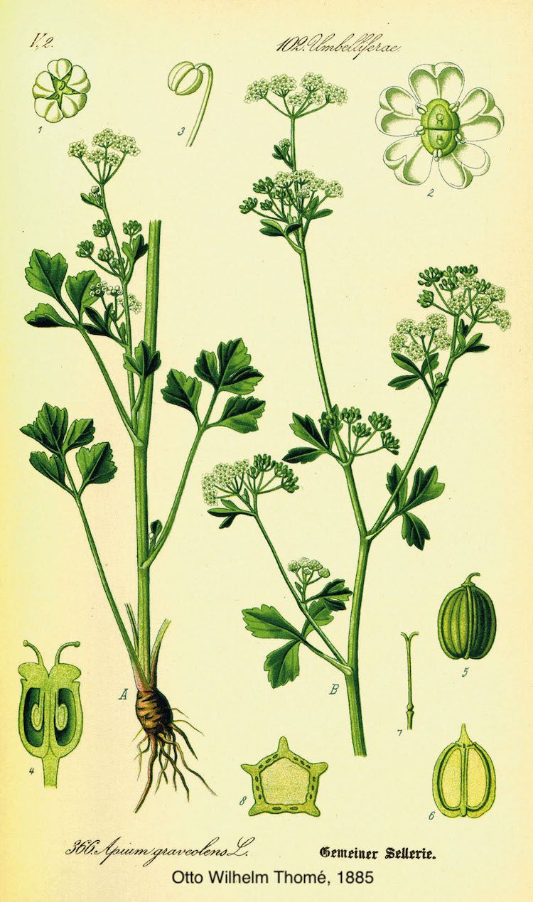 Apio