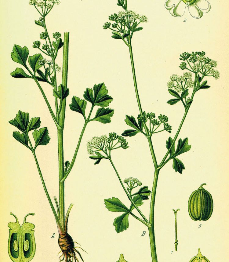 Apio