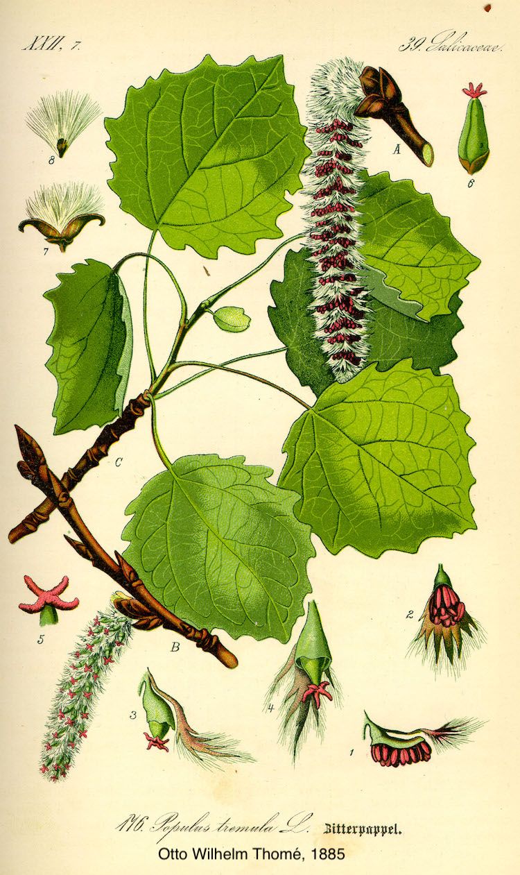 <i>Populus tremula</i>