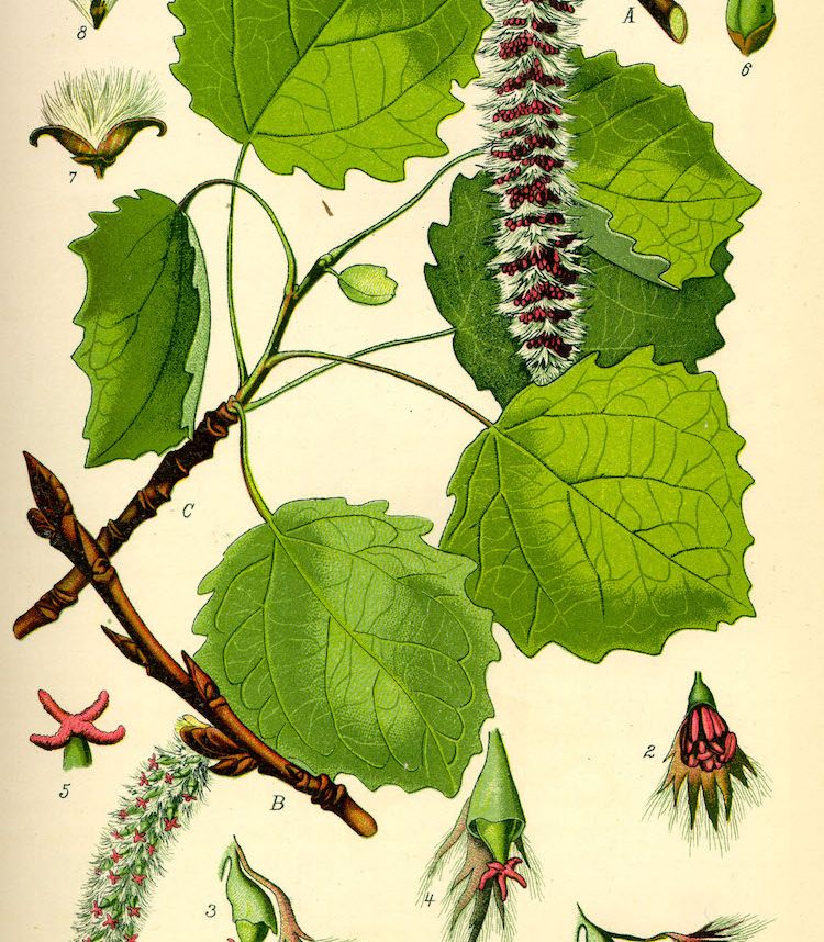 <i>Populus tremula</i>