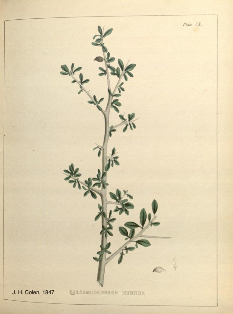 Mirra